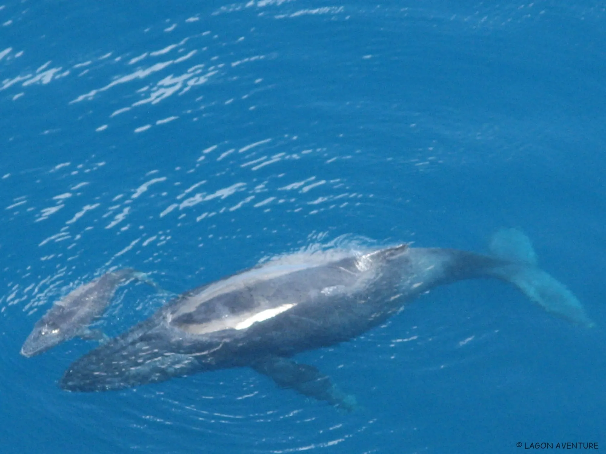 Une baleine à bosse et son baleineau sous la surface