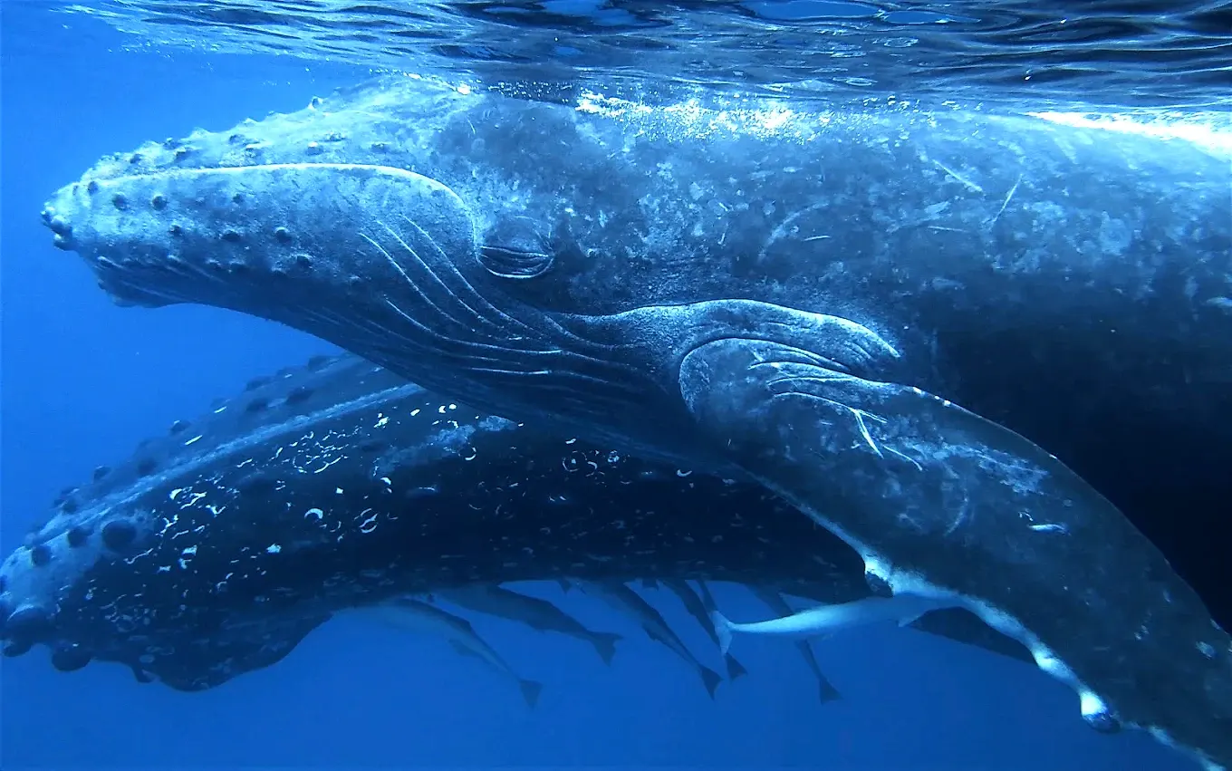 Une baleine à bosse passe sous la surface, à quelques mètres