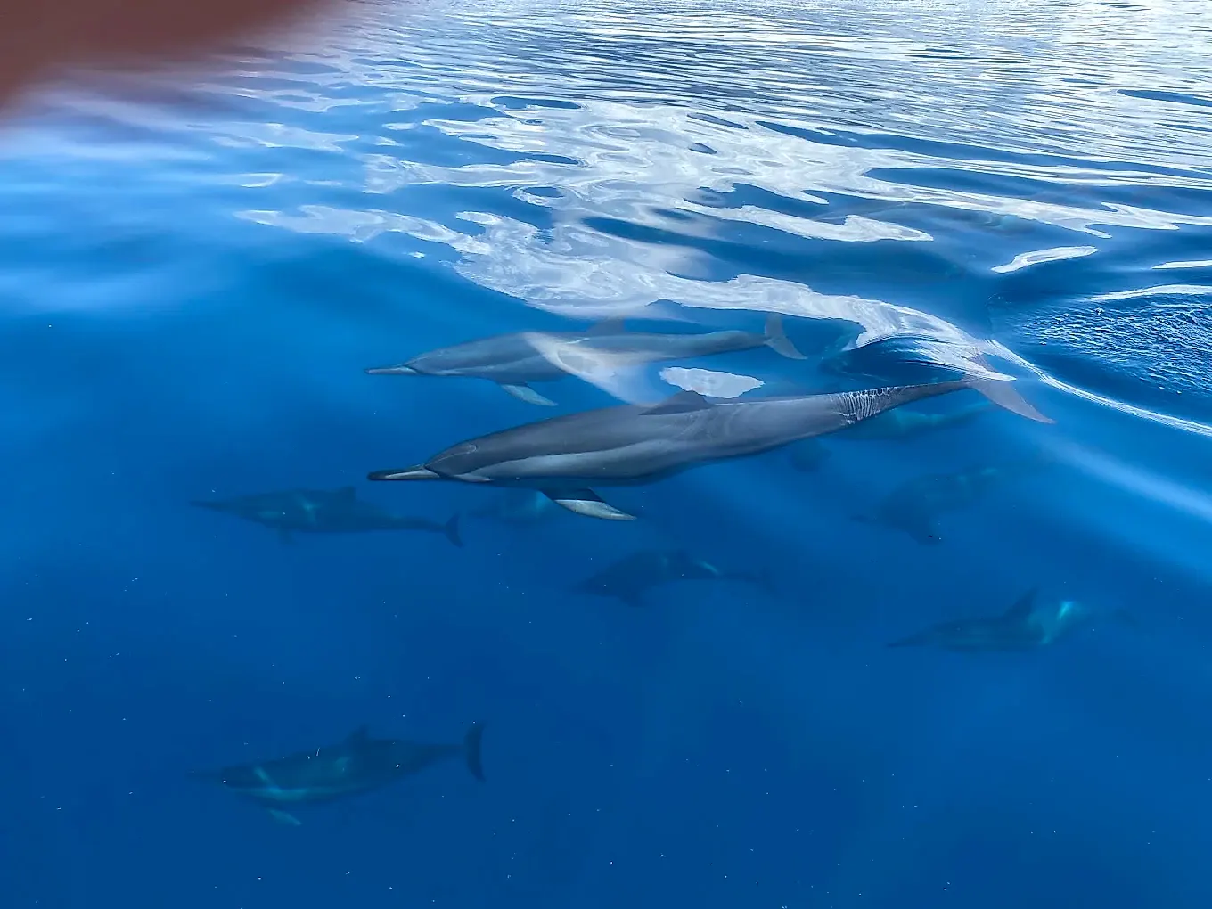 Un groupe de dauphins glisse juste sous la surface