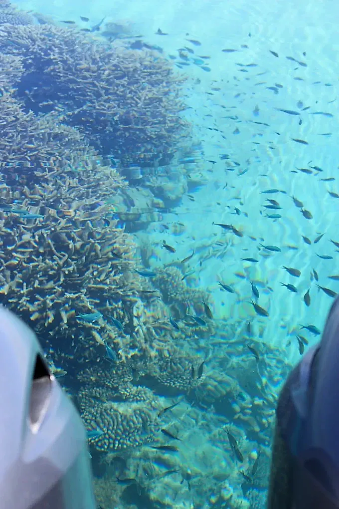 Nuée de poissons de récif au-dessus des coraux, vue depuis le bateau