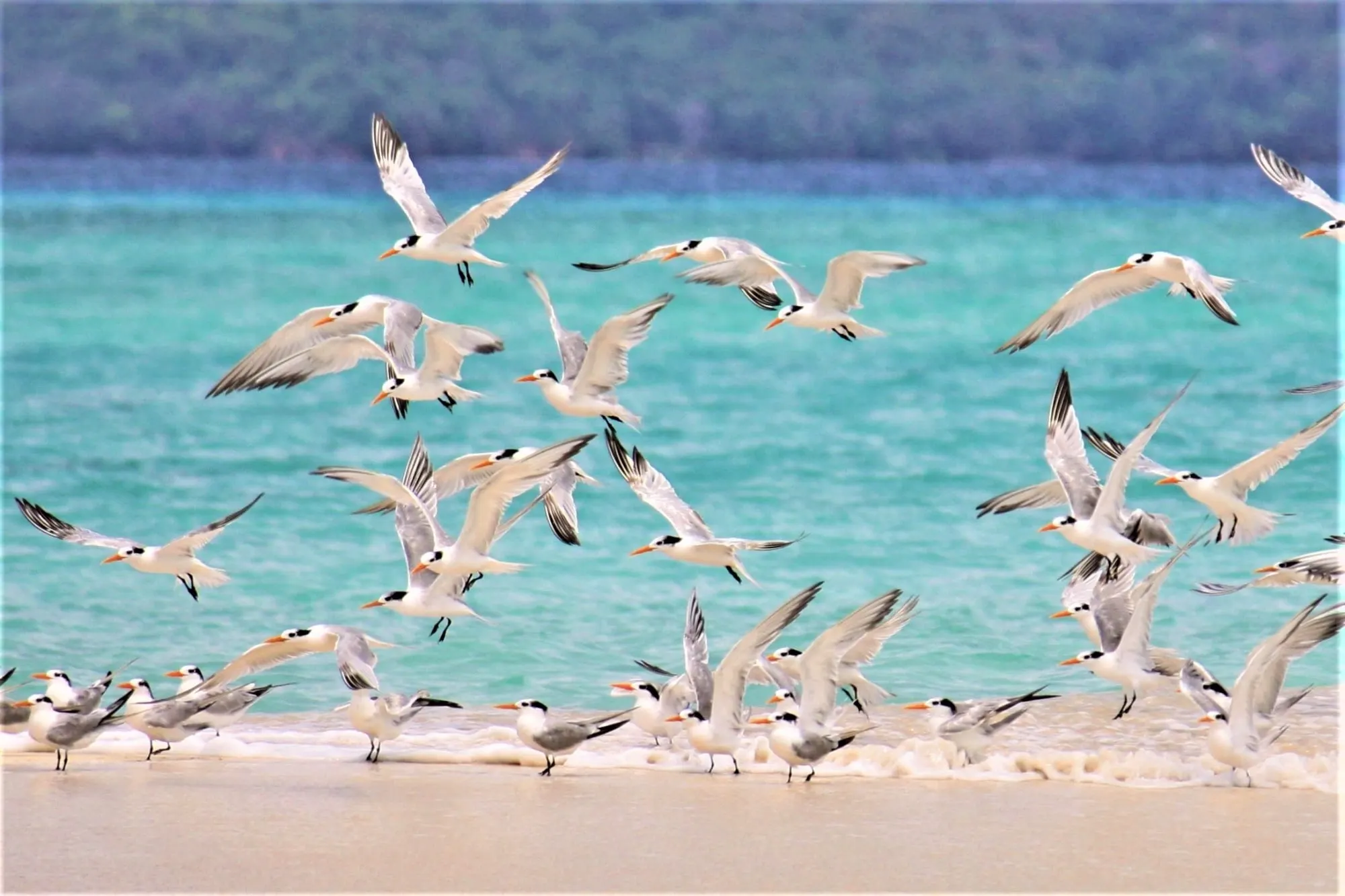 Une nuée de sternes s’envole depuis le banc de sable
