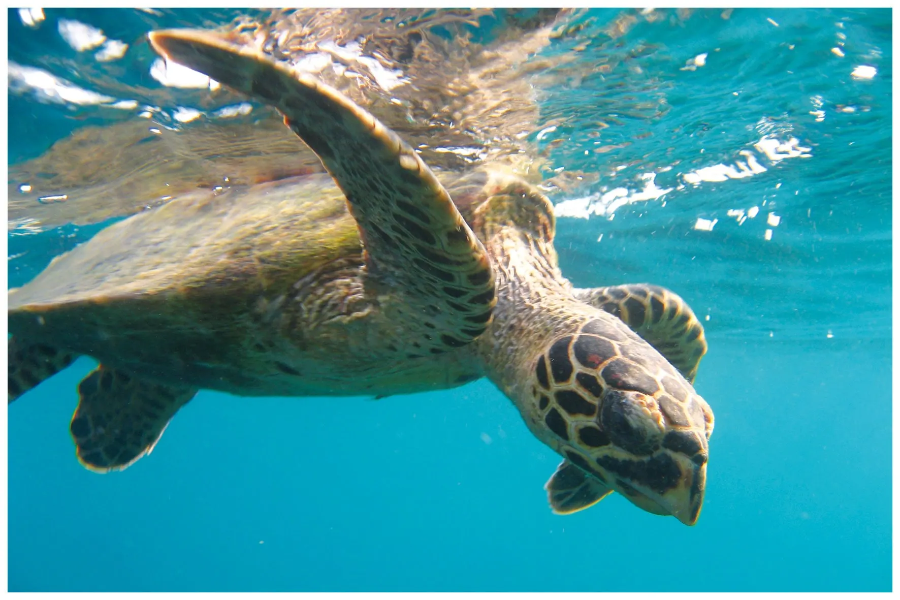 Une tortue verte nage sous la surface, carapace éclairée
